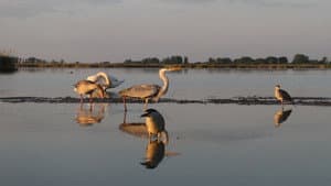 A Láthatatlan Madárfotós — foto 2