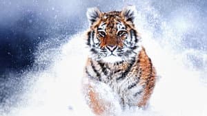 Tigres salvajes de Rusia (Russia’s Wild Tiger) — foto 1