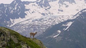 Bouquetin, la vigie des montagnes — foto 1