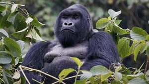 Mountain Gorilla — foto 1