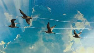 Flyways — foto 2