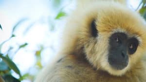 Thailand's Wild Side — foto 2