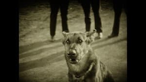 Wonder Dogs! Canine Stars of the Silent Era (1898-1928) — foto 5