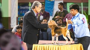 Best Dog India — foto 1