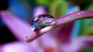 Moving Art: Flowers — foto 1