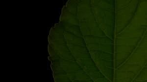 Salvia Divinorum: A Western Approach — foto 1