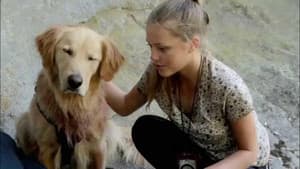 Army Dog — foto 2