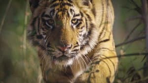 Tigres — foto 7