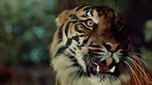 Der Tiger von Eschnapur — foto 8