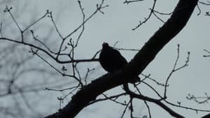 Die Amsel auf dem Ast — foto 4