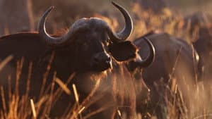 Wild Botswana — foto 7