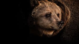 Grizzly Uprising — foto 1