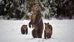 Great Yellowstone Thaw — foto 10