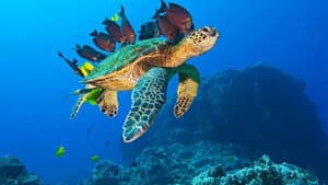 OceanWorld 3D — foto 1