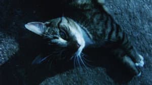 Kata — foto 2