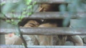 女刑務所　緊縛 — foto 2