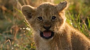 Lions: Africa's Super Power — foto 3