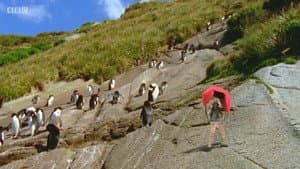 Pingüinos de Nueva Zelanda