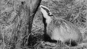 Wisdom of the Wild — foto 1