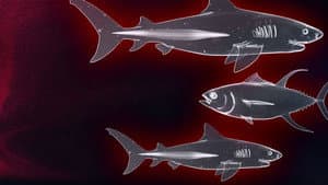 Shark vs. Tuna — foto 3