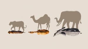 Mammals — foto 5