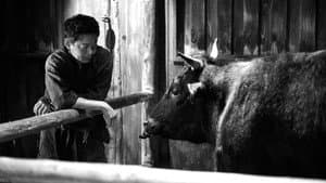 黒の牛 — foto 6