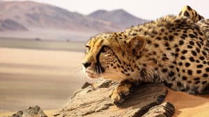Big Cats: An Amazing Animal Family — foto 1