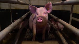 Pignorant — foto 1