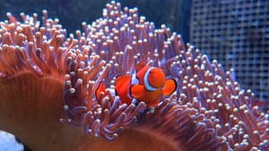 La gran barrera de coral con David Attenborough — foto 6