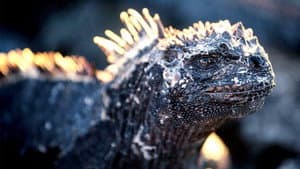 Galapagos — foto 2