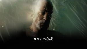 Anémona — foto 4