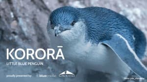Kororā: Little Blue Penguin — foto 4