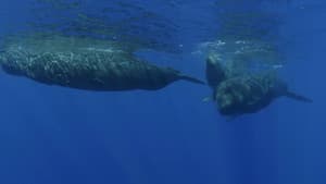 Song of the Sperm Whale — foto 2