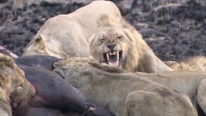 Predators in Peril — foto 3