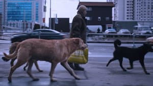 Dreaming Dogs — foto 2