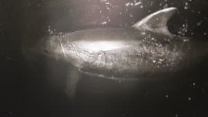 Dolphin Lover — foto 3
