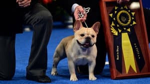 The National Dog Show — foto 2
