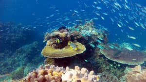La gran barrera de coral con David Attenborough — foto 1