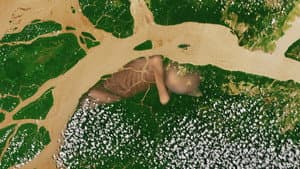 A conquista da floresta — foto 1