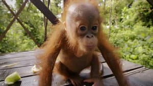 Red Ape: Saving the Orangutan — foto 4