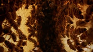 A Bee's Diary — foto 1