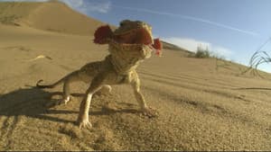 La loi des reptiles — foto 1