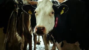 El sistema de la leche — foto 8
