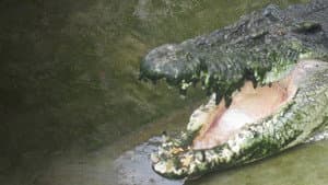 Man-Eating Super Croc — foto 1