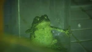 Croak — foto 1