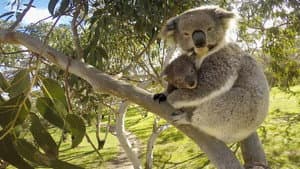 Secret Life of the Koala — foto 1
