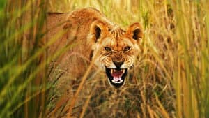 Secret Life of Predators — foto 1