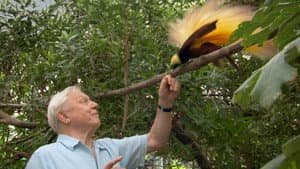 Attenborough's Paradise Birds — foto 1