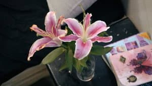 Lily — foto 1