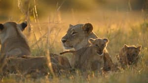 Big Cats, Small World — foto 5